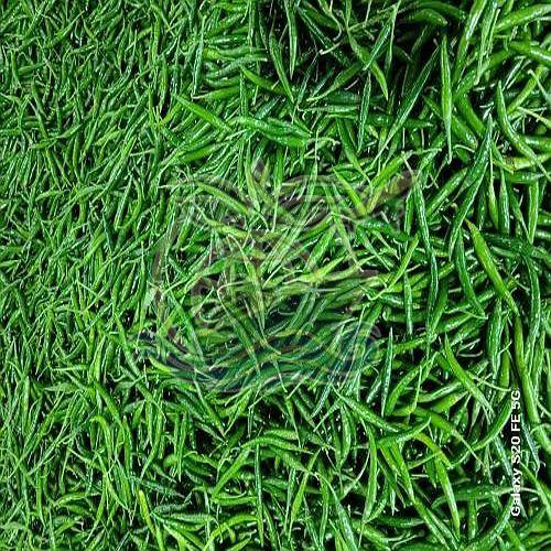 Export Quality G4 Green Chilli