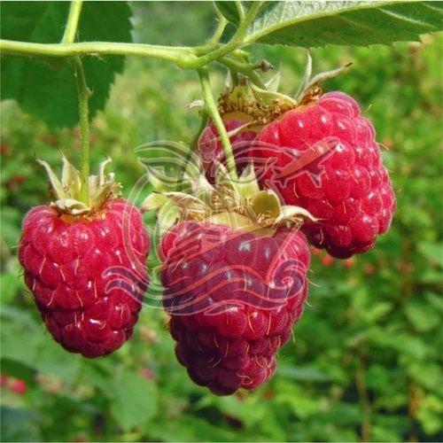 Fresh Raspberry