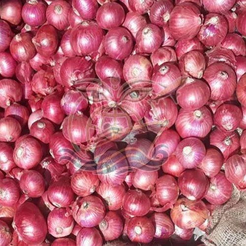 Fresh Red Garva Onion