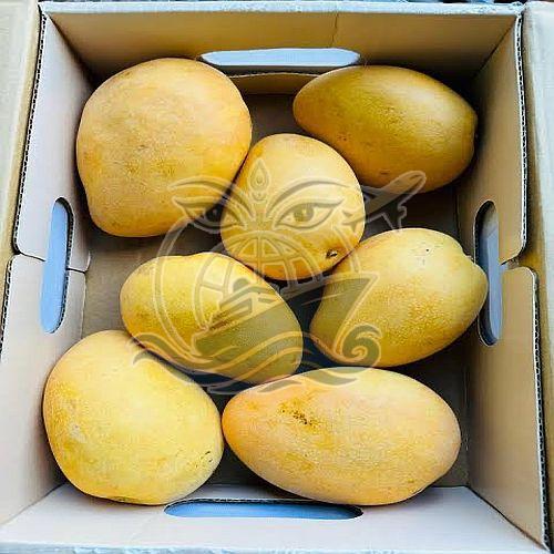 Fresh Yellow Banginapalli Mango