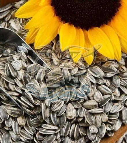 Sunflower Seed