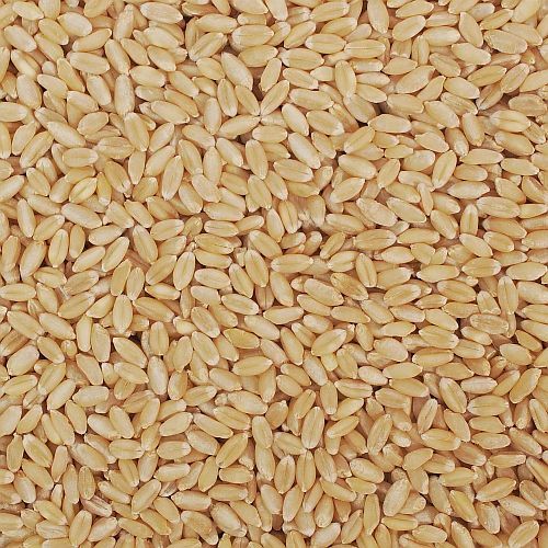 Lokwan Wheat Grain