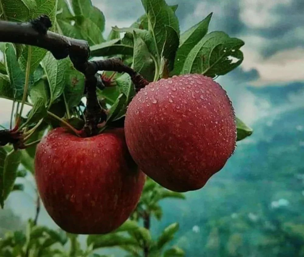 Fresh Kashmiri Apple