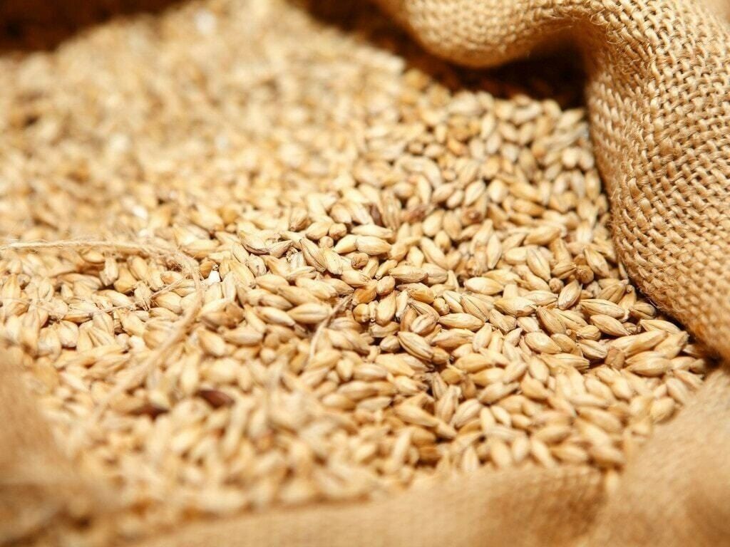 Indian Wheat Grain