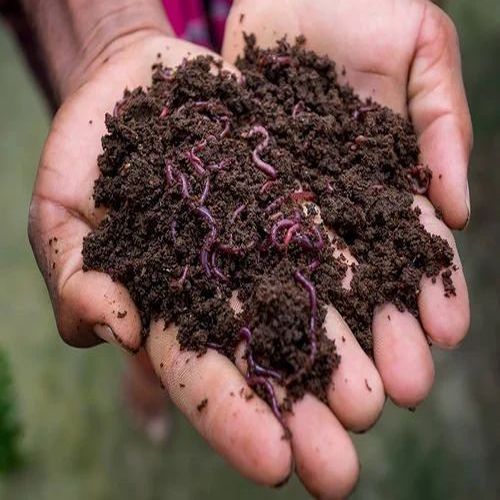 Vermicompost Fertilizer