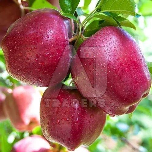 Himachali A Grade Apple