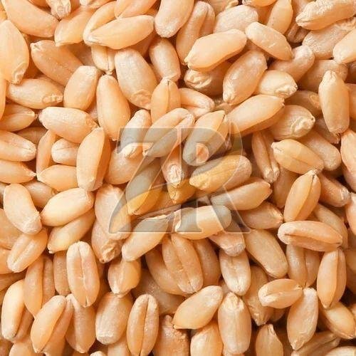 Natural Wheat Seeds