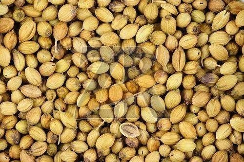 Premium Coriander Seeds