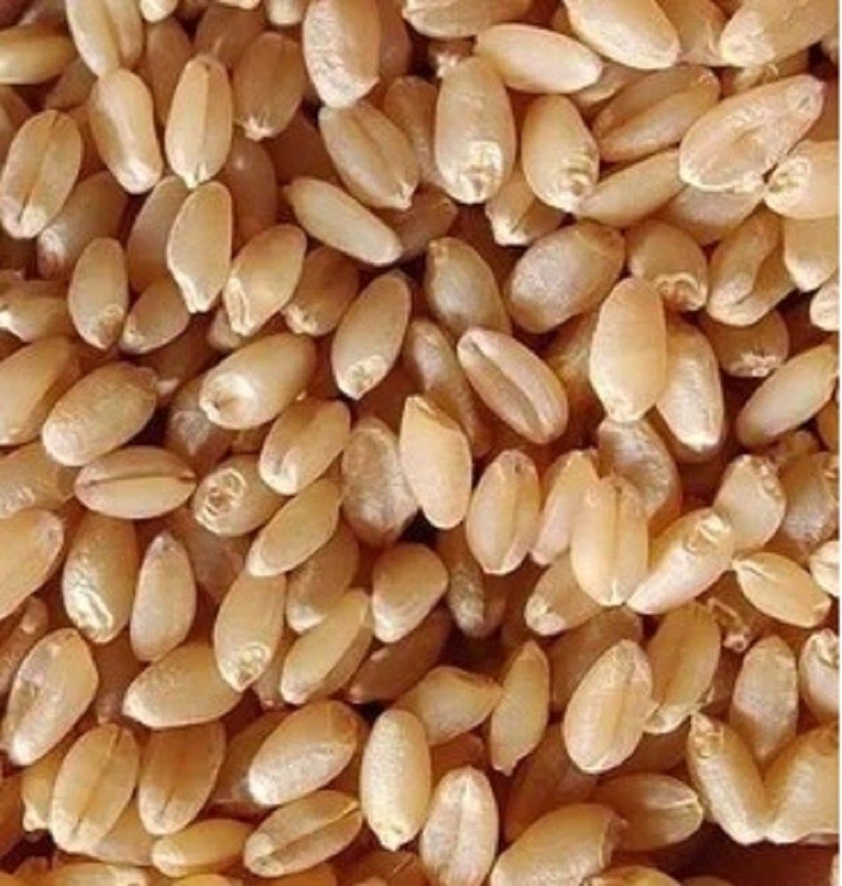 A Grade Premium Wheat Grains