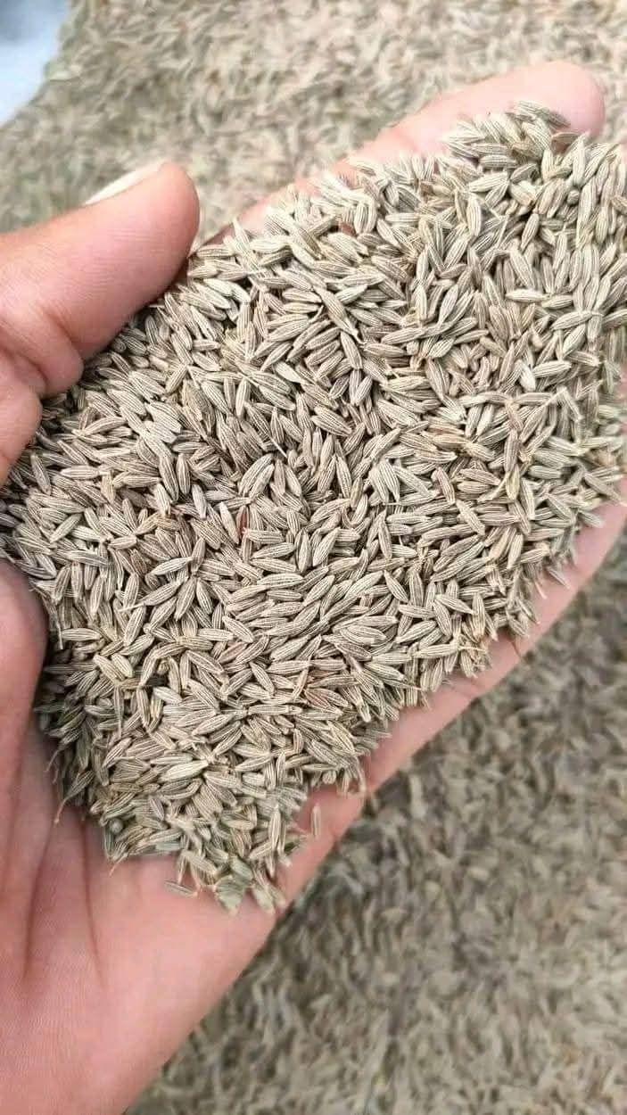 Cumin Seeds