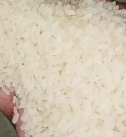 IR-64 Raw Rice