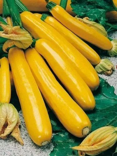 Yellow Zucchini Vegetable
