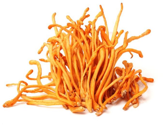 Dried Cordyceps Militaris
