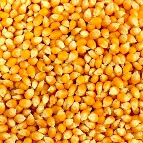 Yellow Corn Seeds