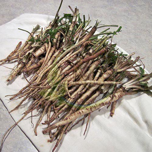 Dandelion Roots