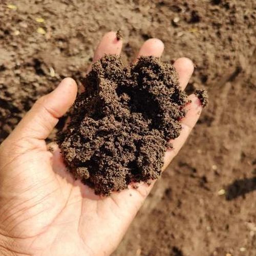 Cow Dung Fertilizer