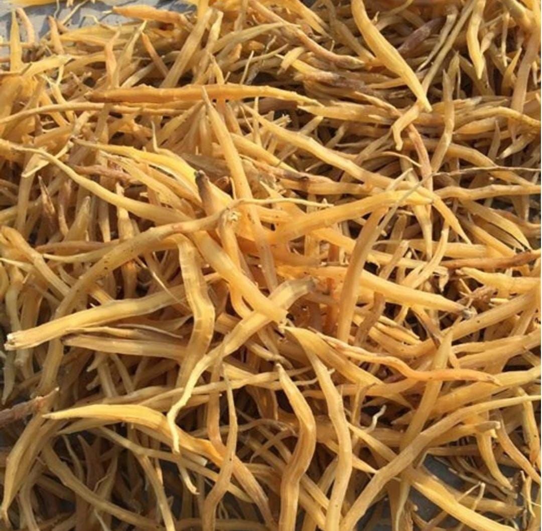 Nepali Shatavari Roots