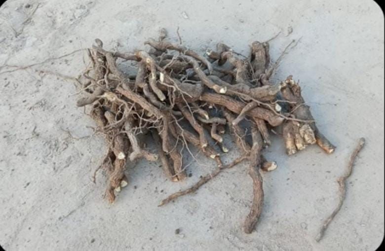 Sarpagandha Roots