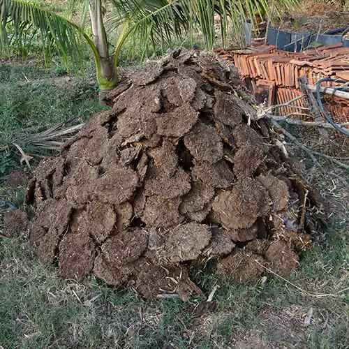 Dry Cow Dung Cake