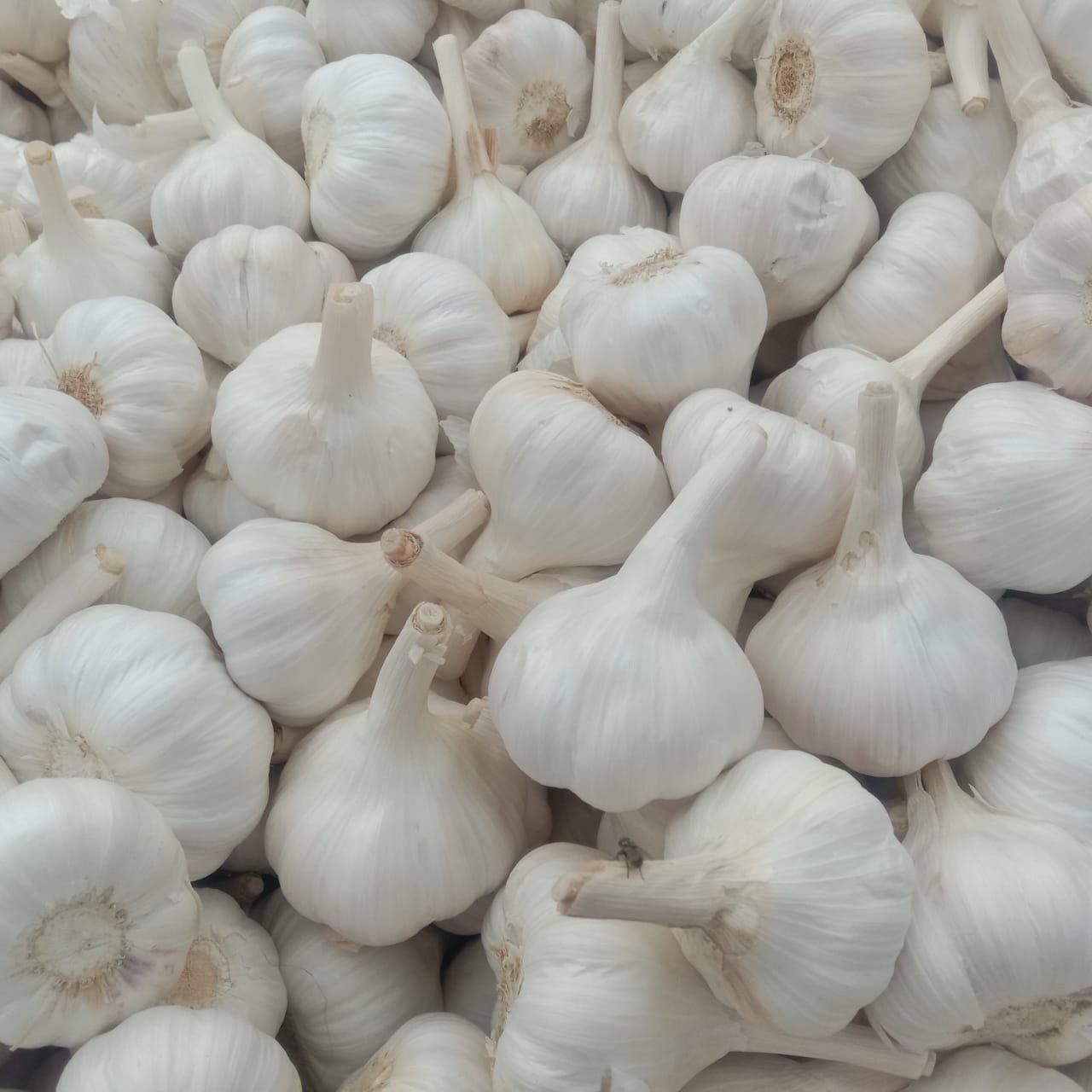 Fresh Bom Garlic
