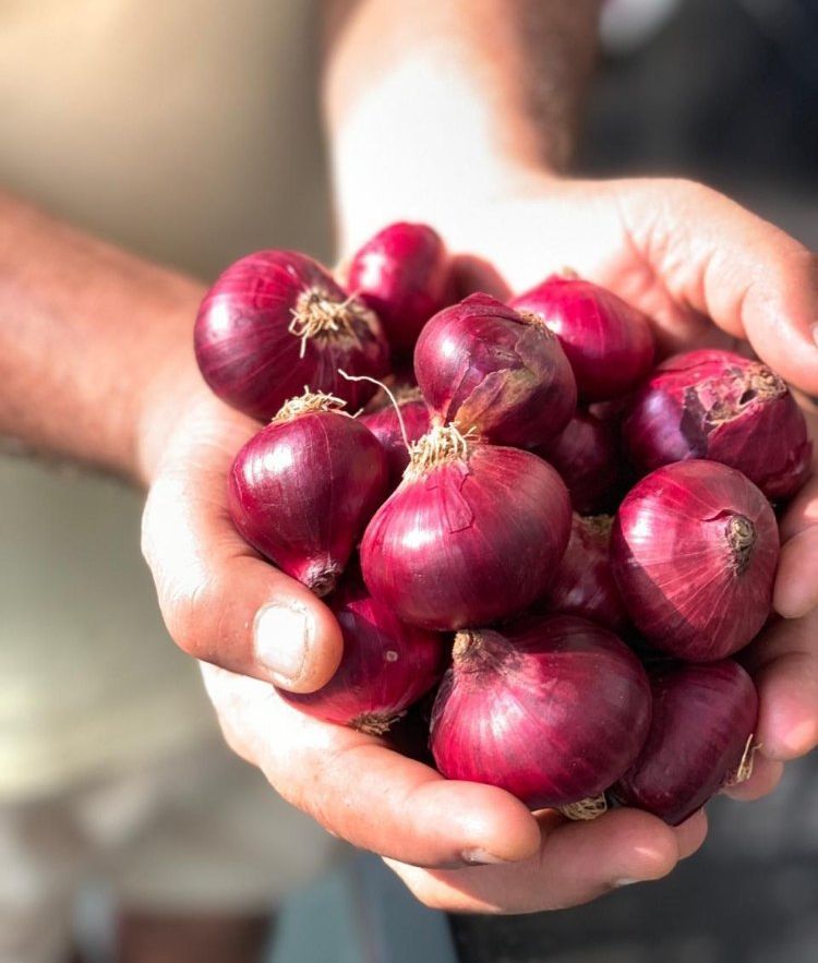 Farm Red Onion
