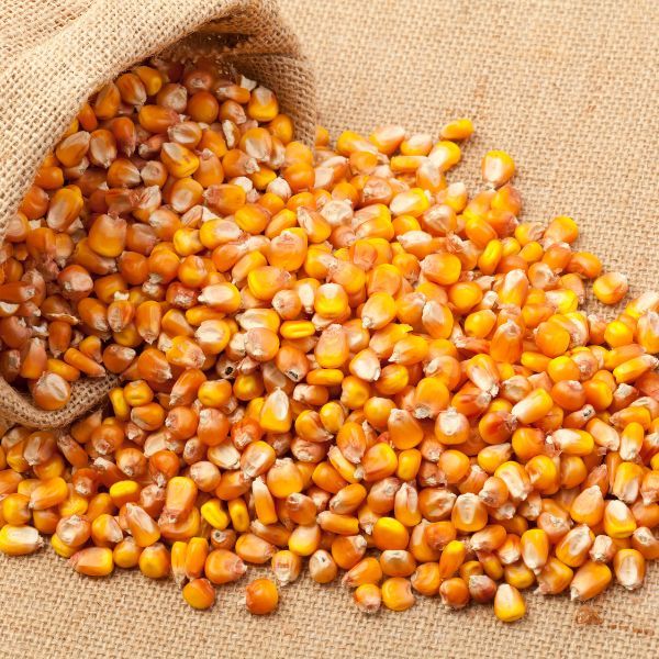 Yellow Maize Seeds