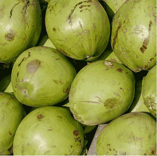 Green Tender Coconut