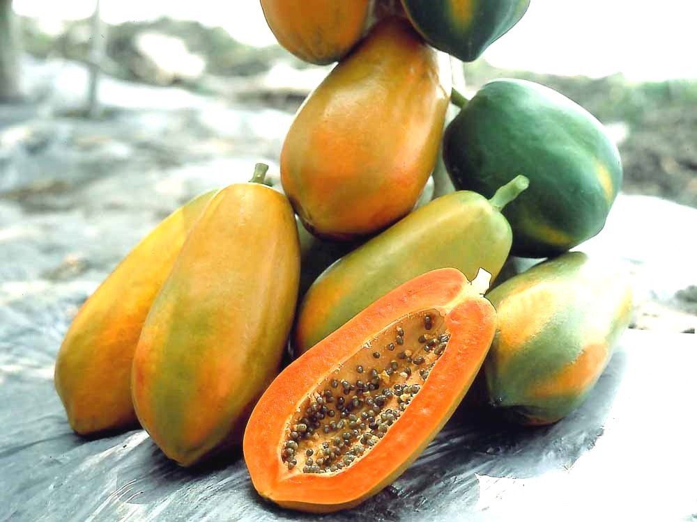A Grade Papaya