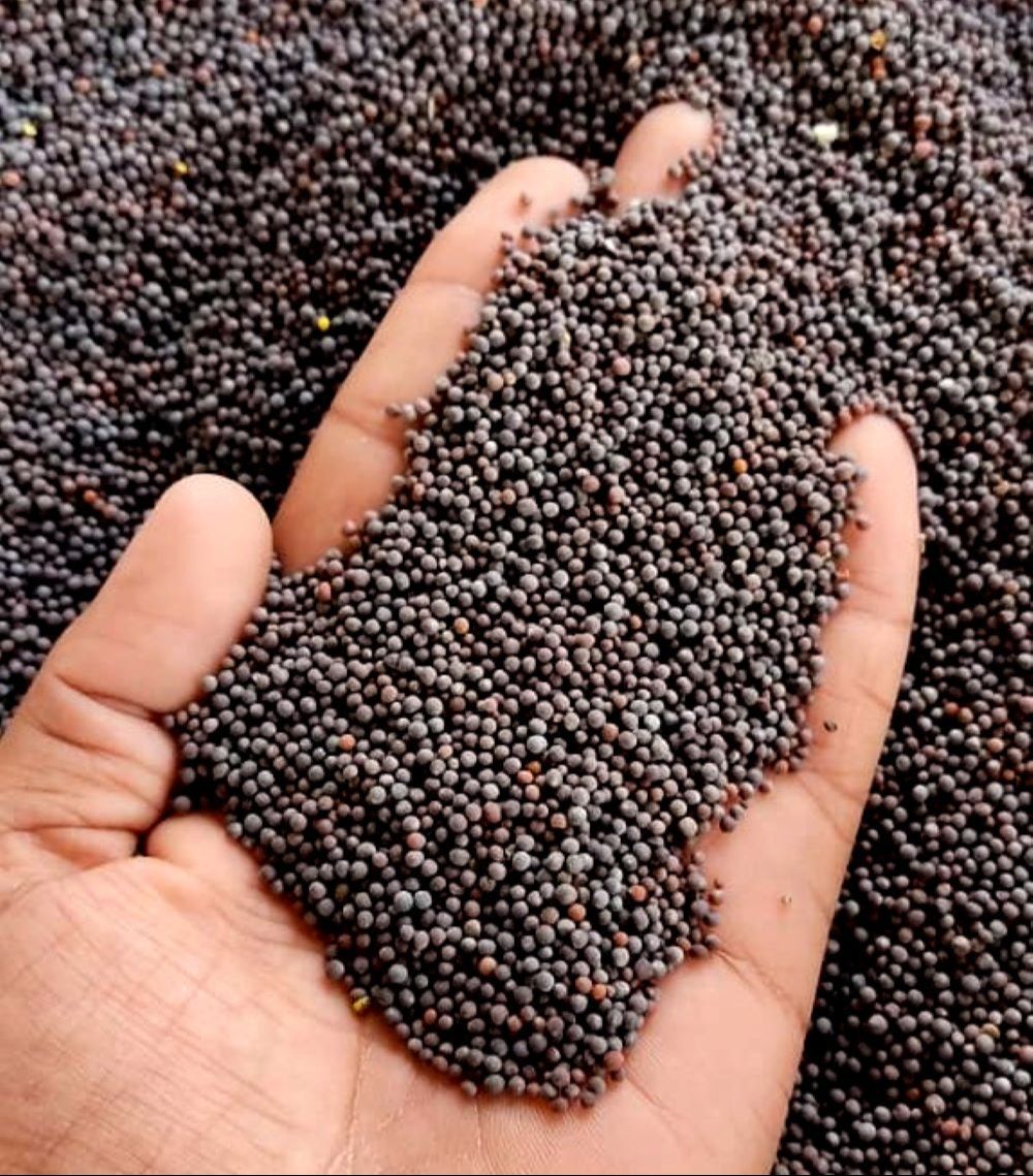 Black Mustard Seeds
