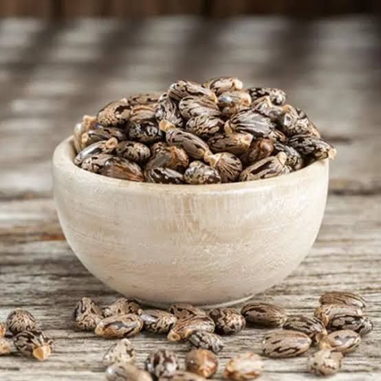 Castor Seeds