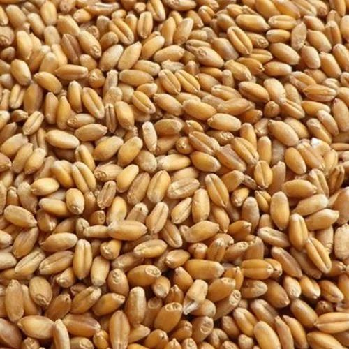 Indian Wheat Grain