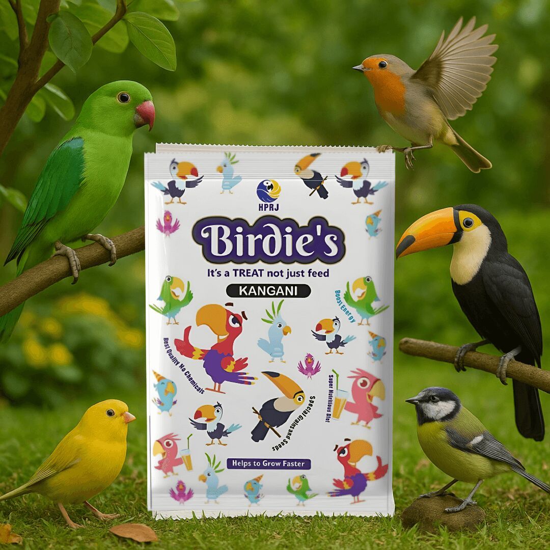 1kg birds premium kangani seeds