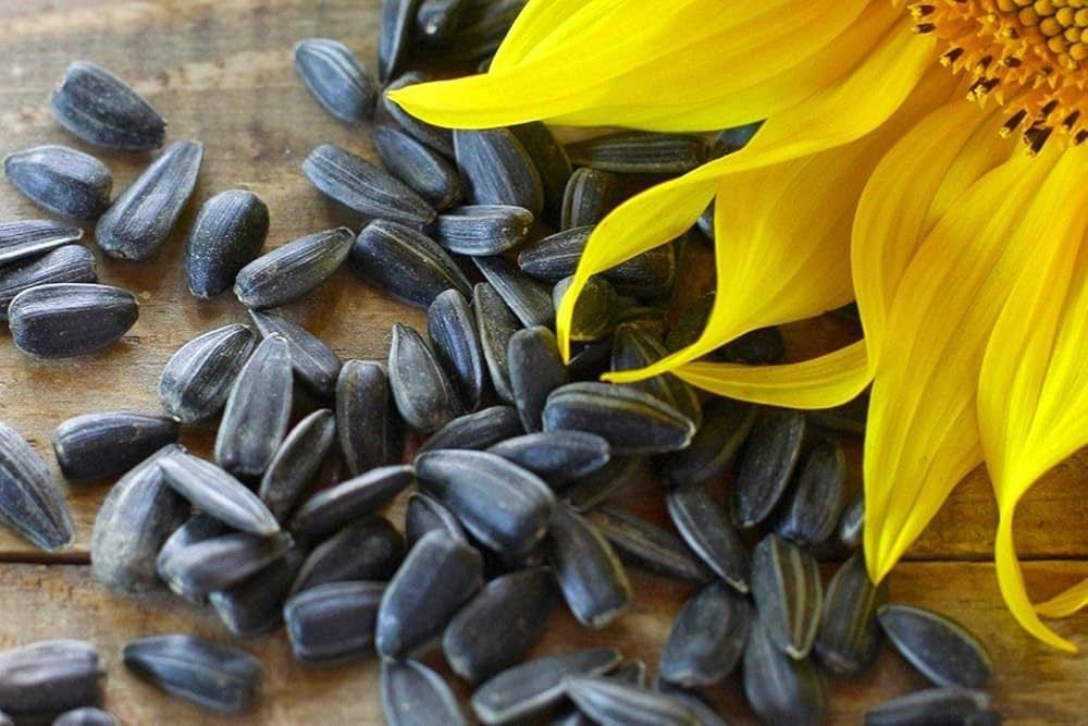 Natural Black Sunflower Seeds 