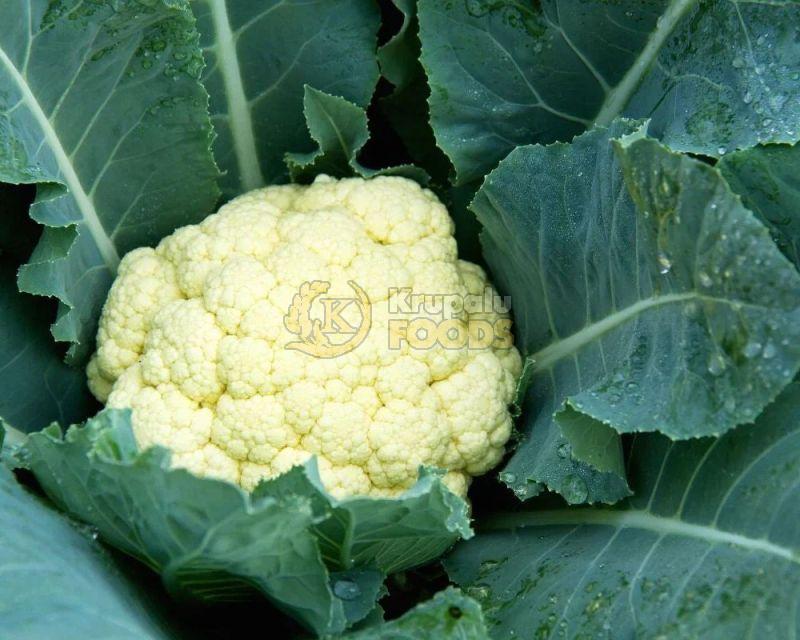 Fresh Cauliflowers