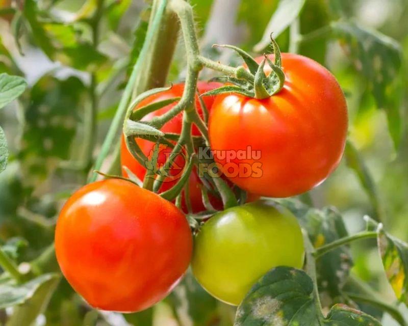 Fresh Tomato