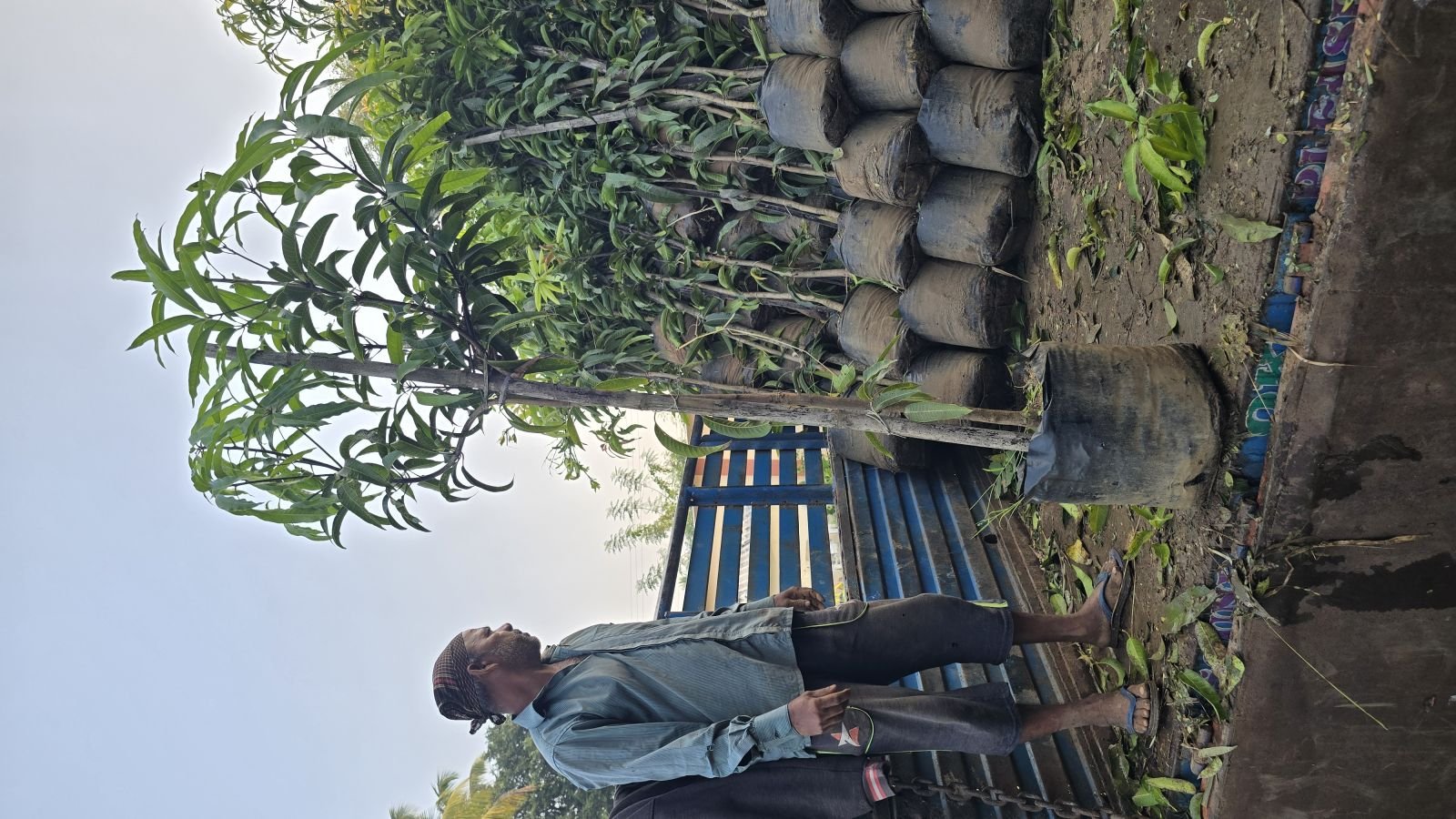 Keshar Mango Plants