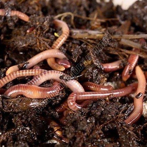 Organic Earthworm Vermicompost