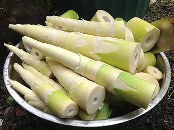 Preserved Bamboo Shoot