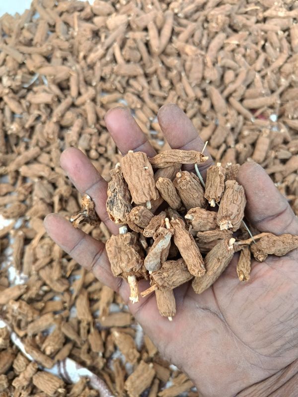 Dry Nannari Root