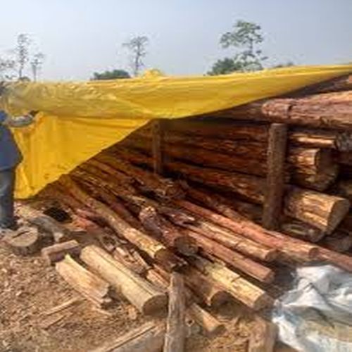 Pure White Sandalwood Logs