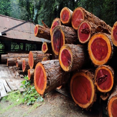 Natural Red Sandalwood Logs