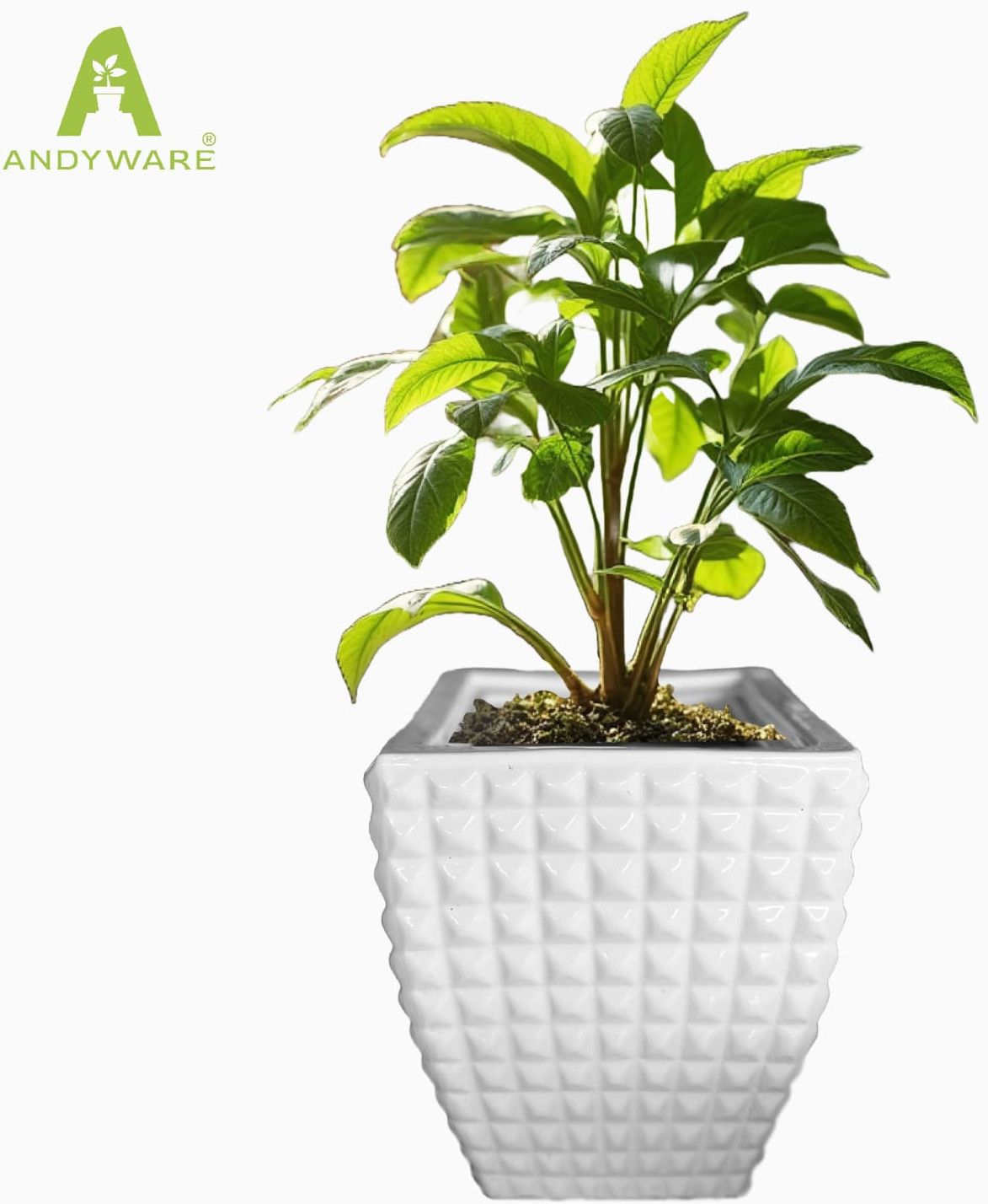 Ceramic Square Flower Pot