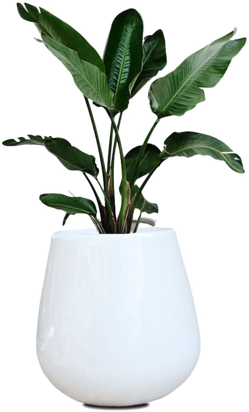 Indoor Ceramic Planter