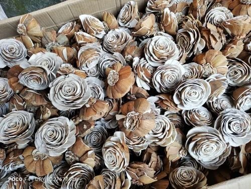 1.9 Inch Off White Dried Sola Flower