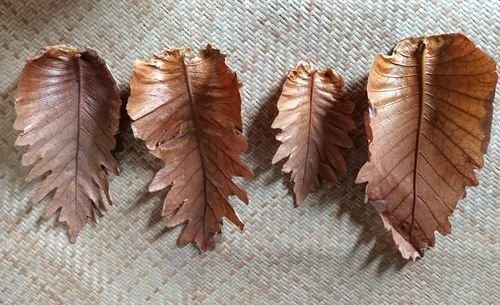 2 Inch Brown Dried Oak Leaves