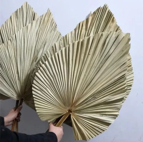 21 Inch Dried Palm Leave