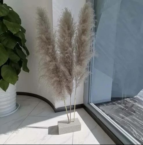 3.2 Feet Dried Pampas Grass