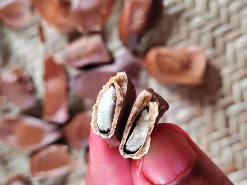 Mahogany Fruit Seed