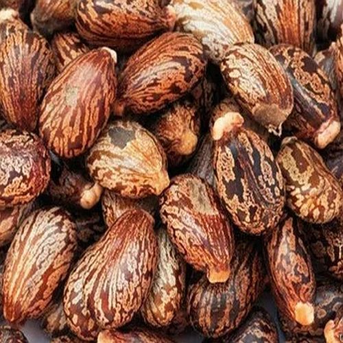 A Grade Castor Seeds