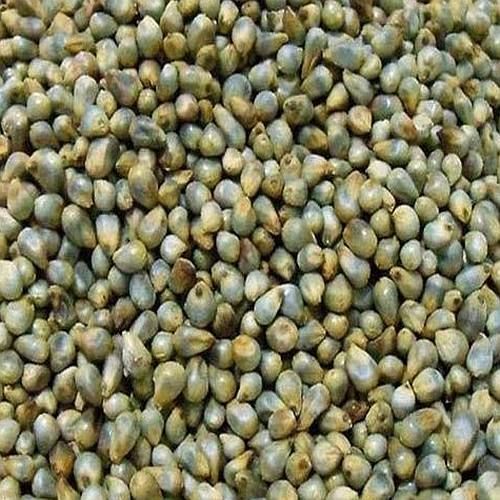 Green Millet Seeds